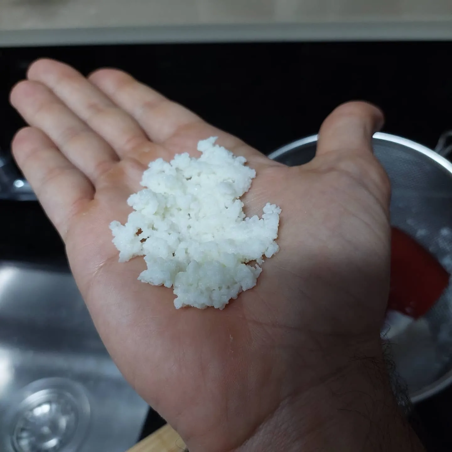 Mão segurando grãos de kefir brancos