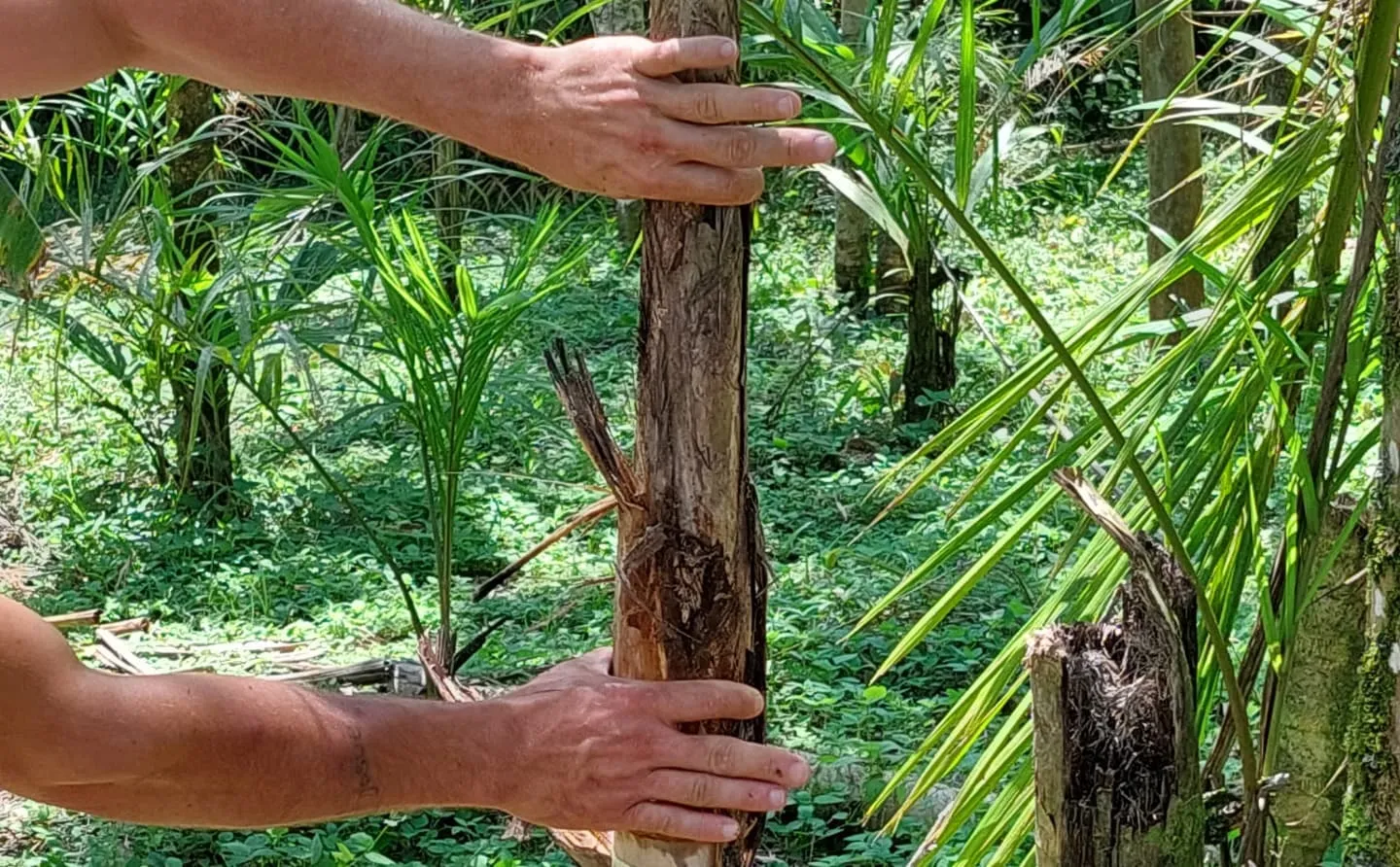 Duas mãos segurando o tronco cortado de uma pupunheira no meio da mata